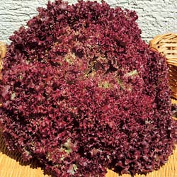 'Lollo Rossa' Lettuce